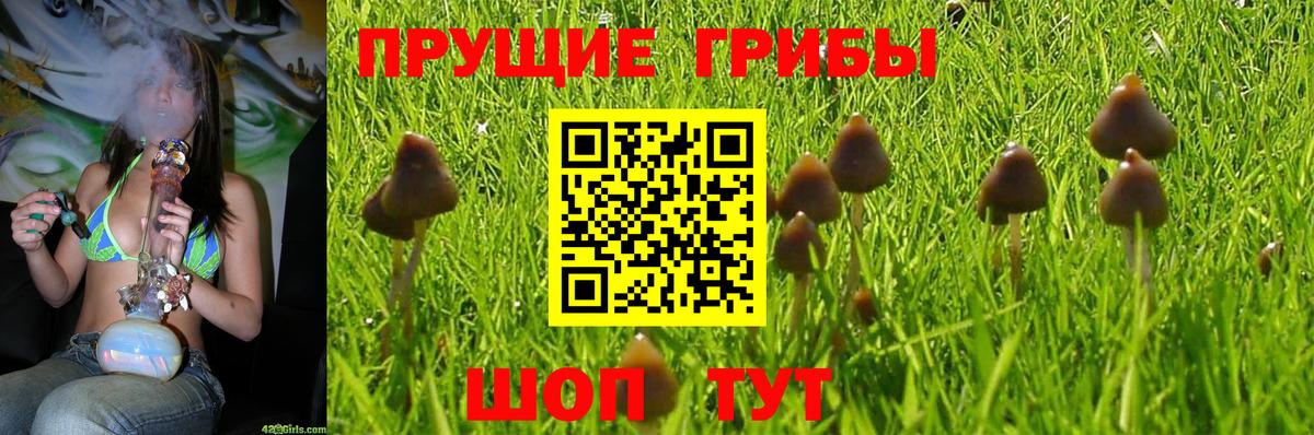 Псилоцибиновые грибы Psilocybine cubensis Десногорск
